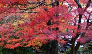 散りそめし紅葉