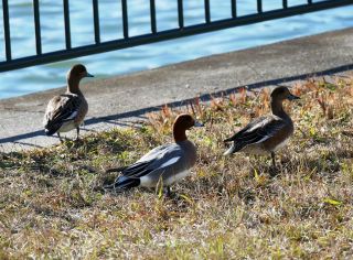 今日の散歩道から…