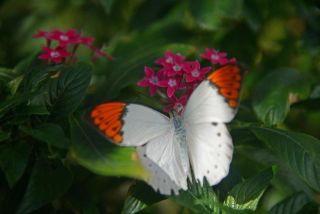 生物学者、蝶の名を教えて