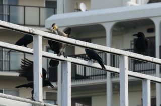 今日の散歩道から…　　暇～人