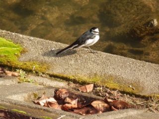 小春日和　　　　　出舞