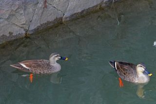 春よ来い③　　　　以上投稿は(F)でした