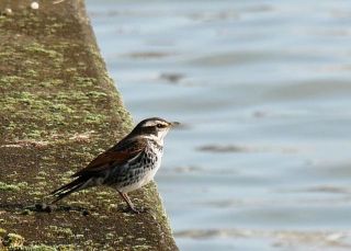 今日の散歩道から…　　暇～人