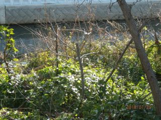 メジロ撮影奮闘記　　　　　　出舞