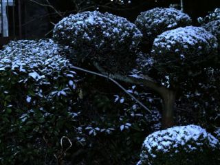今夜はチョッピリ雪化粧　　暇～人