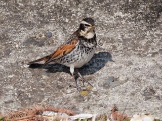 今日の散歩道から…　　暇～人
