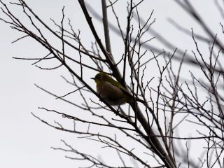 今日の散歩道から…　　暇～人