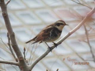 竜田川散策　サクラとツグミ　　　　出舞
