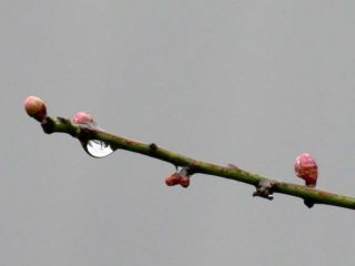 春よ来い　　暇～人