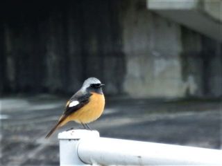 竜田川　異変　　　　　出舞