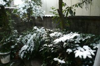 今日は和歌山も雪化粧