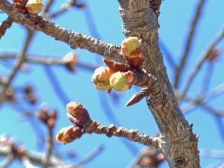 春は一歩近ずく