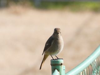 今日の散歩道から…　　暇～人