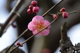 梅の花がチラホラ咲き始めました　　暇～人