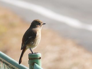 野鳥の勉強会　　　　出舞