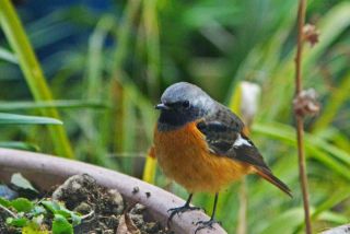 ジョウビダキ撮った