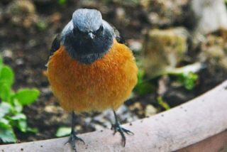 ジョウビダキその2