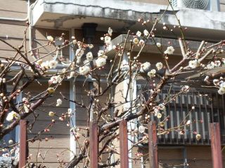 生駒の梅開花