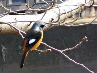 竜田川散策　　　　　　　出舞