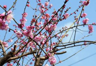 今日の散歩道から…　　暇～人