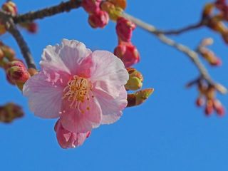 河津桜開花