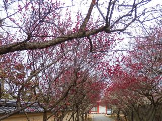梅だより　from　　奈良薬師寺　P2　　　　出舞