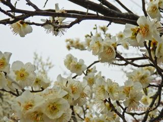 デーブさん奮戦記