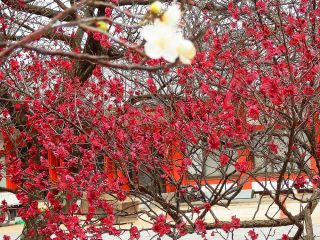 デーブさん奮戦記ーその2