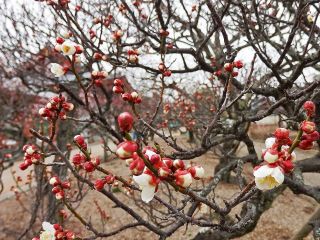 デーブさんその3