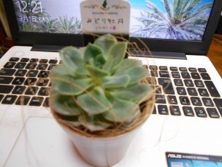 多肉植物とは　　　　　出舞