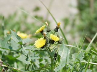 今日の散歩道から…　　暇～人