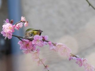 遂に発見！　メジロ来てたんや　　暇～人