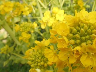 菜の花