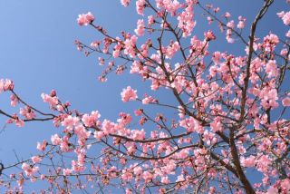 河津桜