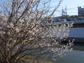 竜田川散策　　　　　　出舞