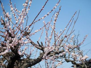 梅が満開　　暇～人