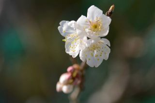 サクランボの花が咲いた