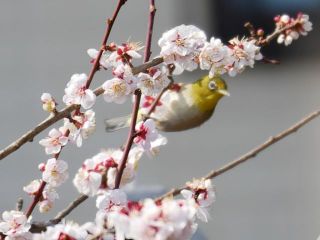 メジロきていました　　暇～人