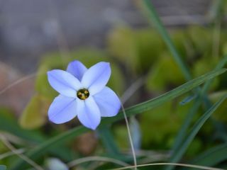暖かいのでこんな花が咲き始めました　暇～人