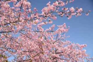 梅と桜の咲競い