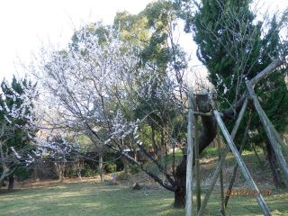 大阪城の梅　　　　　出舞