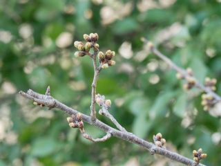近所のサクラと白木蓮　　暇～人