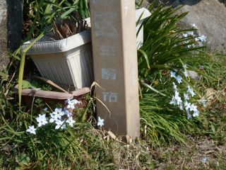 ハナニラ　　　　　　出舞