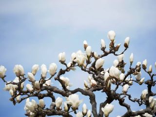 近所をぶらり（白木蓮）　暇～人