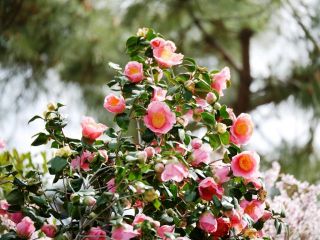 川向うの綺麗な花・・・　暇～人