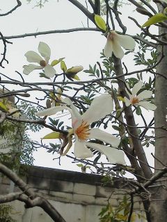 コブシが綺麗に咲いていました　暇～人