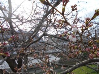 竜田川　サクラ情報