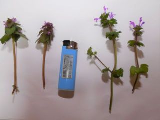 春の野草　　　　　出舞