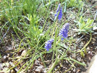 春の芽生え　　ムスカリ　　　　　出舞
