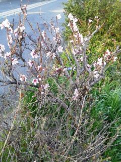 夕方に近所をぶらり…